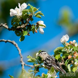 05  DQ586G-Black-and-White-Warbler.jpg
